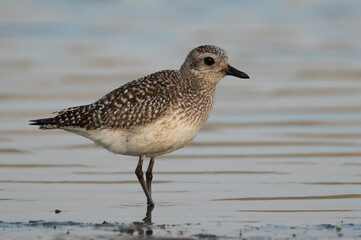 Grey plover at Asker marsh, Bahrain