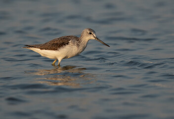 Common Greenshank at Busaiteen coast, Bahrain