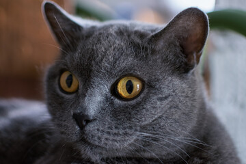 Gray purebred cat