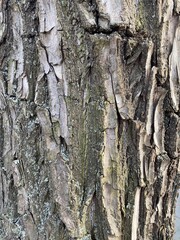 bark of a tree, Ueno Park Tokyo, March 2022