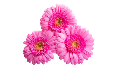 gerbera flowers isolated