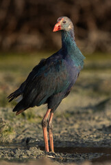 Grey-headed Swamphen at Asker Marsh, Bahrain