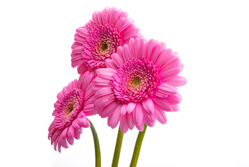 gerbera flowers isolated