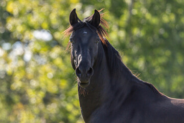 Head portrait of a beautiful black pura raza enspanola horse in the summer outdoors