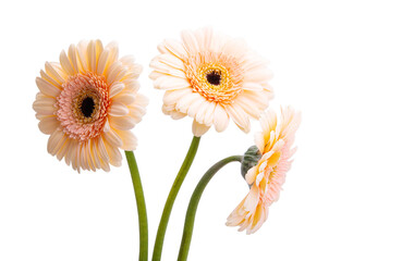 gerbera flowers isolated