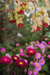 Pink asters bloom under a red viburnum bush. Bright autumn 