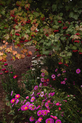 Fototapeta na wymiar Pink asters bloom under a red viburnum bush. Bright autumn 