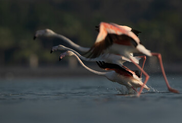 Greater Flamingos takeoff at Eker creek, Bahrain