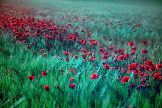 Poppies blooming in green meadow