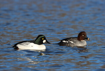Fototapeta premium goldeneye