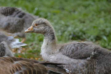 baby greylag goose