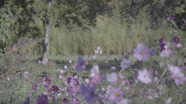 Cosmos purple wildflowers at Majolan Park in Blanquefort France, Locked shot