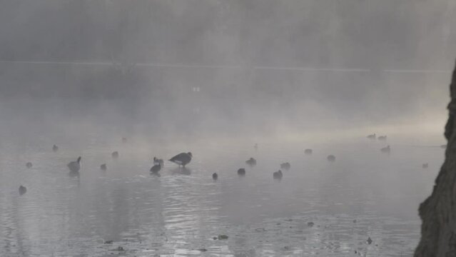 Ducks and geese groom on a misty lake at Majolan Park lake in Blanquefort France, Locked shot