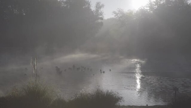 Ducks frolic on a misty lake at Majolan Park lake in Blanquefort France, Locked wide shot