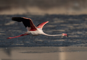 Greater Flamingo flying at Tubli bay in the morning, Bahrain