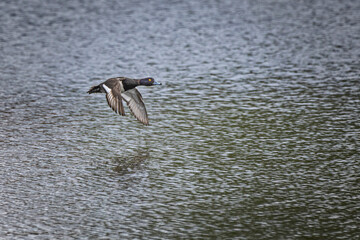duck flying over water with reflection