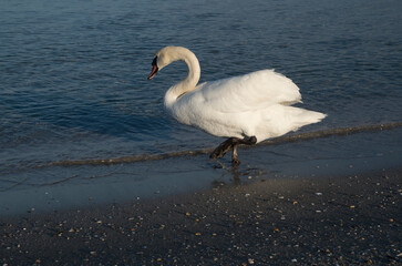 Lonely swan walking by the sea in Europe