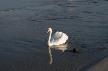 Lonely swan and its reflection in sea water in Europe