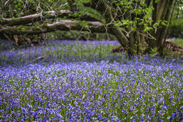 carpet of blue bells in wood with tree