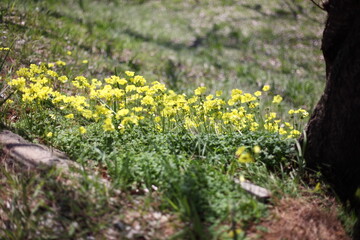 川沿いの土手のペチュニア