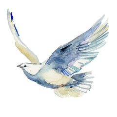 Flying white dove watercolor illustration. white pigeon isolated on white.