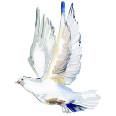 Flying white dove watercolor illustration. white pigeon isolated on white.