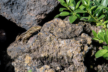 lizard  on stone