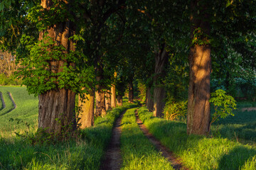 Rural dirt road lined with horse chestnut trees (Aesculus Hippocastanum) in summer