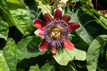 red and yellow flower