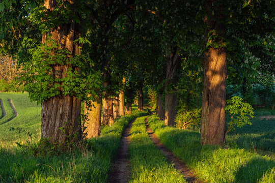 Rural dirt road lined with horse chestnut trees (Aesculus Hippocastanum) in summer
