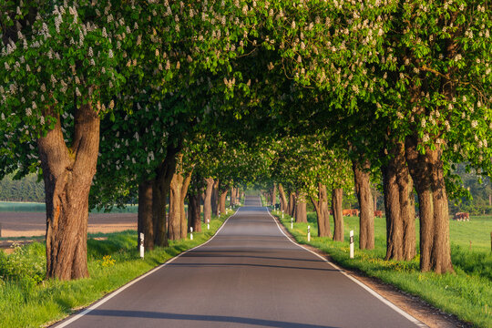 Asphalt road lined with horse chestnut trees (Aesculus Hippocastanum) in summer