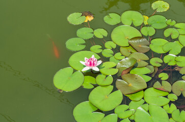 water lily with a goldfish in pond