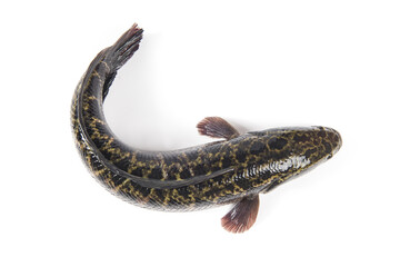 A fresh snakehead fish isolated on white background