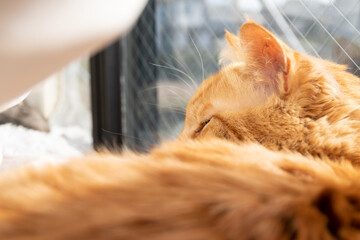 眠そうな猫　茶トラ猫