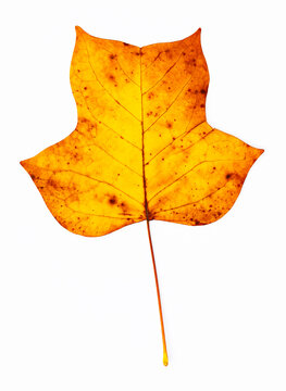 Studio shot of single autumn colored leaf of tulip tree (Liriodendron tulipifera)
