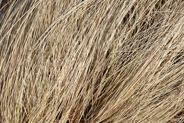 草模様　背景素材