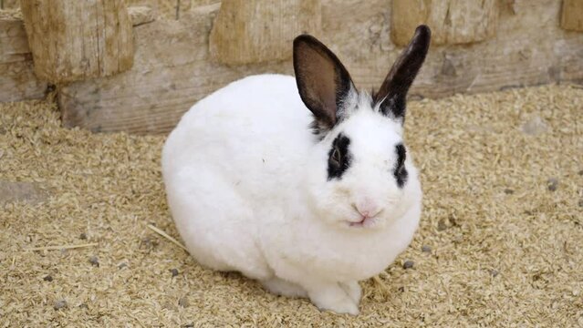 Long-haired spotted bunny resting in a clean pen