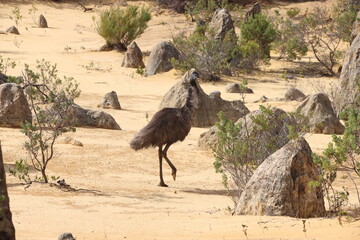 Emu in the Pinnacles Desert, Nambung National Park, Western Australia.
