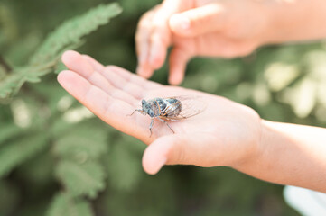 kid hand holding cicada cicadidae a black large flying chirping insect or bug or beetle on arm. child researcher exploring animals living in hot countries in Turkey