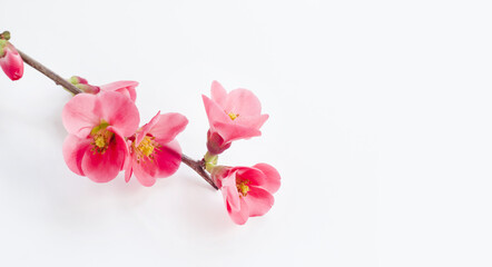 Fototapeta na wymiar Blooming red plum tree branch on white background with copy space