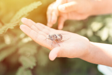 kid hand holding cicada cicadidae a black large flying chirping insect or bug or beetle on arm. child researcher exploring animals living in hot countries in Turkey. flare