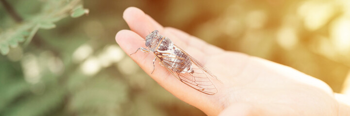 kid hand holding cicada cicadidae a black large flying chirping insect or bug or beetle on arm. child researcher exploring animals living in hot countries in Turkey. banner. flare