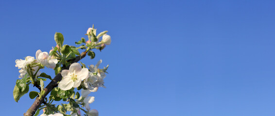 blossoming apple tree against the blue sky. cloudless spring