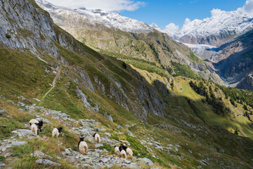 Ziegenherde auf dem UNESCO Panoramaweg in der Aletsch Arena, Schweiz