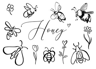Black line bee, flower, bumblebee summer, honey script. Vector Outline illustration. Nature doodle insects. Monochrome floral line art. Hand drawn simple garden logo