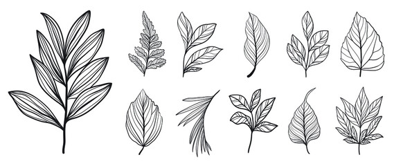Line art botanical and tropical leaves set. collection of palm leaf, eucalyptus, branches and fern in hand drawn sketch. Elements on white background for decoration, prints, wedding, invitation.