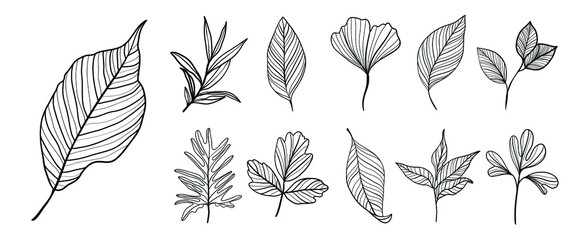 Line art botanical and tropical leaves set. collection of ginkgo leaf, eucalyptus, branches in hand drawn sketch. Elements on white background for decoration, beauty, prints, wedding, invitation.