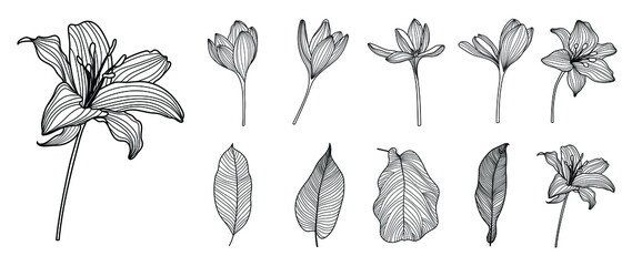 Line art botanical and floral set. collection of lily flower, blooms, tropical leaves in hand drawn sketch. Natural elements on white background for decoration, prints, wedding, invitation and card.