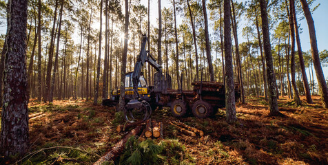 porter for logging, picking up pine logs for storage - 489820810