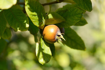 Common medlar